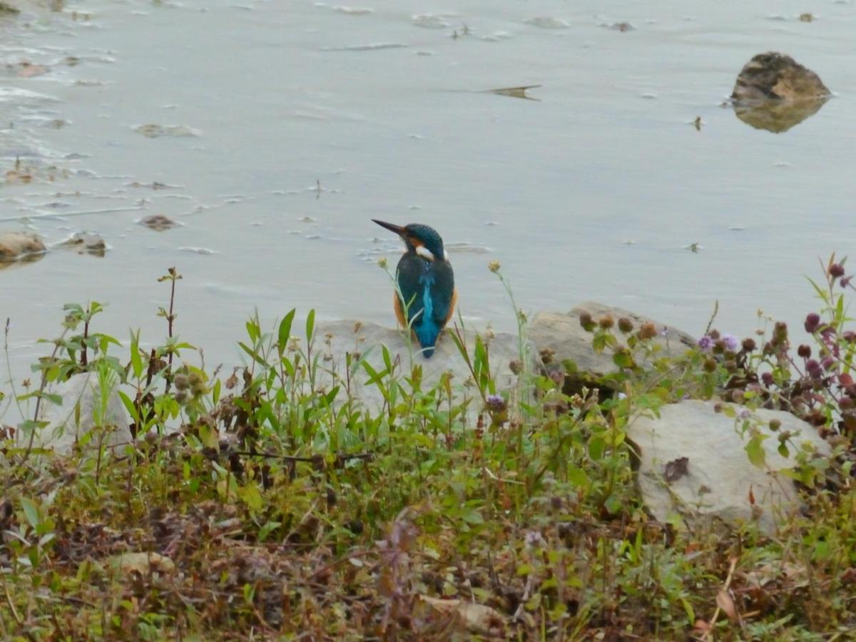 Montigny-sur-Loing La Ravine Au Bord Du Loingヴィラ エクステリア 写真