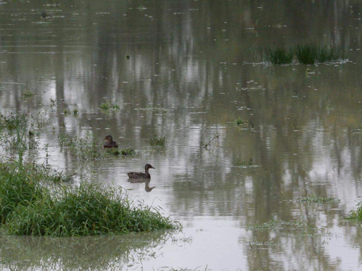 Montigny-sur-Loing La Ravine Au Bord Du Loingヴィラ エクステリア 写真